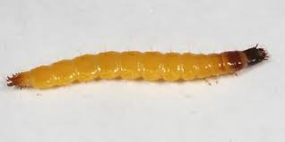 Attēlu rezultāti vaicājumam “Elateridae larva”