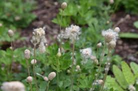 Attēlu rezultāti vaicājumam “Anemone sylvestris bud”