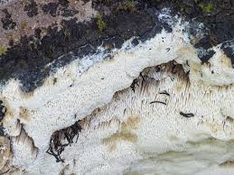 Attēlu rezultāti vaicājumam “Antrodia sinuosa”