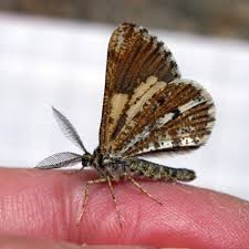 Attēlu rezultāti vaicājumam “Bupalus piniaria male”