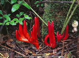 Attēlu rezultāti vaicājumam “Podostroma leucopus”