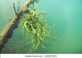 Attēlu rezultāti vaicājumam “Spongilla lacustris”