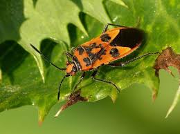 Attēlu rezultāti vaicājumam “Corizus hyoscyami imago”