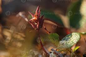 Attēlu rezultāti vaicājumam “Salix myrsinifolia male flower”