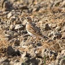 Image result for Melanocorypha bimaculata