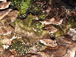 Attēlu rezultāti vaicājumam “Physarum, Nannengaella sp.”