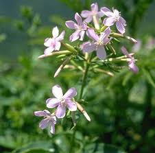 Attēlu rezultāti vaicājumam “Saponaria officinalis flower”