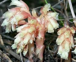 Attēlu rezultāti vaicājumam “Monotropa hypopitys”