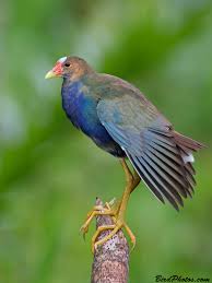 Image result for Porphyrio alleni