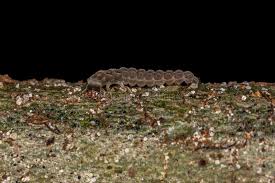Attēlu rezultāti vaicājumam “Cantharis fusca larva”