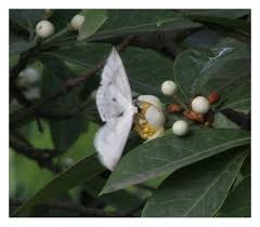 Attēlu rezultāti vaicājumam “Cabera pusaria”