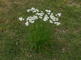 Image result for Achillea millefolium