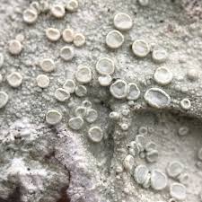 Attēlu rezultāti vaicājumam “Lecanora albella”