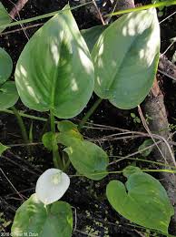 Attēlu rezultāti vaicājumam “Calla palustris flower”