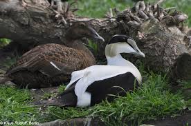 Attēlu rezultāti vaicājumam “Somateria mollissima juvenile”