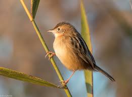 Image result for Cisticola juncidis