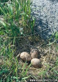 Attēlu rezultāti vaicājumam “Larus argentatus eggs”