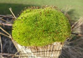 Attēlu rezultāti vaicājumam “Pseudotaxiphyllum elegans macro”