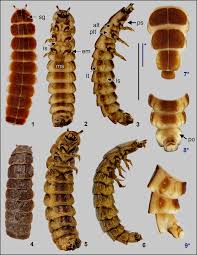 Attēlu rezultāti vaicājumam “Phosphaenus hemipterus”