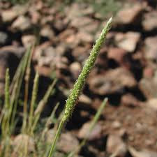 Attēlu rezultāti vaicājumam “Alopecurus aequalis leaf”