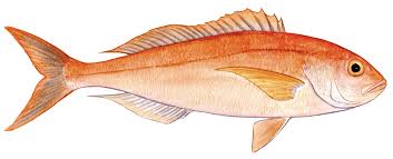 Image result for Hyporthodus quernus