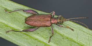 Attēlu rezultāti vaicājumam “Donacia dentata”