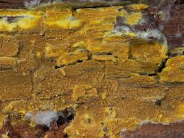 Attēlu rezultāti vaicājumam “Crustoderma dryinum”