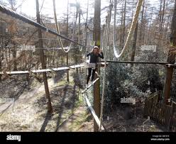 Image result for Go Ape! Dalby