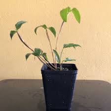 Attēlu rezultāti vaicājumam “Diderma montanum var. album stalked”