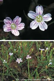 Attēlu rezultāti vaicājumam “Gypsophila muralis”