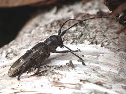 Attēlu rezultāti vaicājumam “Monochamus urussovi”