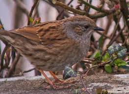 Attēlu rezultāti vaicājumam “Prunella modularis adult”