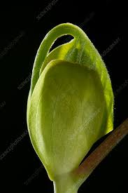 Attēlu rezultāti vaicājumam “Liriodendron tulipifera bud”