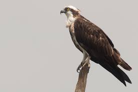 Attēlu rezultāti vaicājumam “Pandion haliaetus”