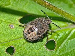 Attēlu rezultāti vaicājumam “Dolycoris baccarum”