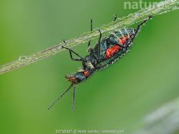 Attēlu rezultāti vaicājumam “Malachius bipustulatus”