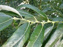 Attēlu rezultāti vaicājumam “Euura pedunculi”