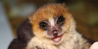 lemur ile ilgili görsel sonucu