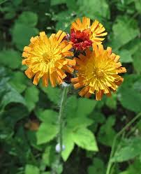Attēlu rezultāti vaicājumam “Oenothera rubricauli flower”