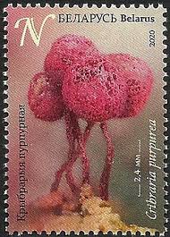 Attēlu rezultāti vaicājumam “Cribraria martinii”