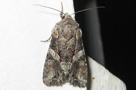 Attēlu rezultāti vaicājumam “Lacanobia contigua”