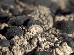 Attēlu rezultāti vaicājumam “Mycoblastus sanguinarius”