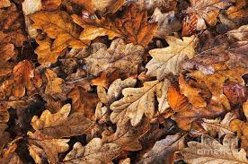 Attēlu rezultāti vaicājumam “Quercus robur leaf”