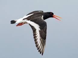 Attēlu rezultāti vaicājumam “Haematopus ostralegus adult”