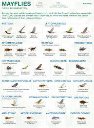 Attēlu rezultāti vaicājumam “Ephemeroptera larvae”