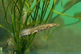 Attēlu rezultāti vaicājumam “Triturus vulgaris female”