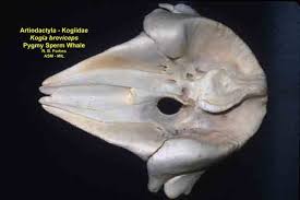 Image result for Kogia breviceps