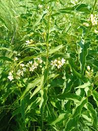 Attēlu rezultāti vaicājumam “Vincetoxicum hirundinaria”