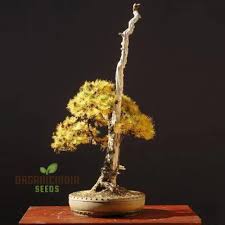 Attēlu rezultāti vaicājumam “Larix kaempferi fruit”