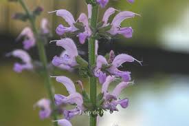Image result for Salvia pratensis `Rose Rhapsody
